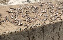 Small fish laid out to dry on the sea wall